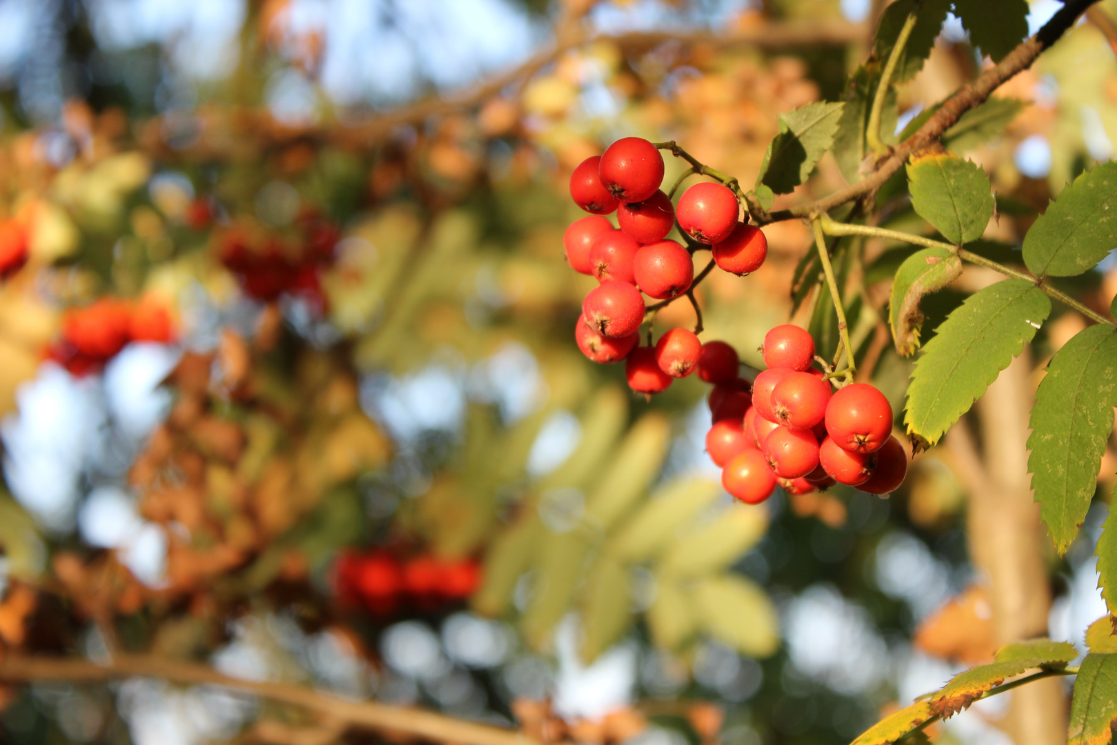 Farbenfroher Herbst