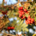 Farbenfroher Herbst