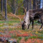 Farbenfroher Herbst in Lappland
