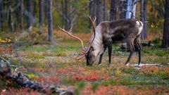 Farbenfroher Herbst in Lappland