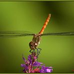 Farbenfroher Hubschrauber