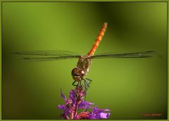 Farbenfroher Hubschrauber