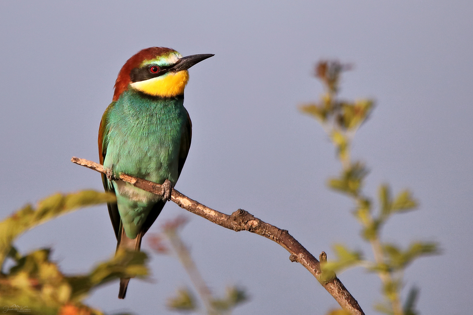 farbenfroher Insektenvertilger