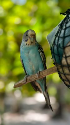 Farbenfroher Inselbewohner