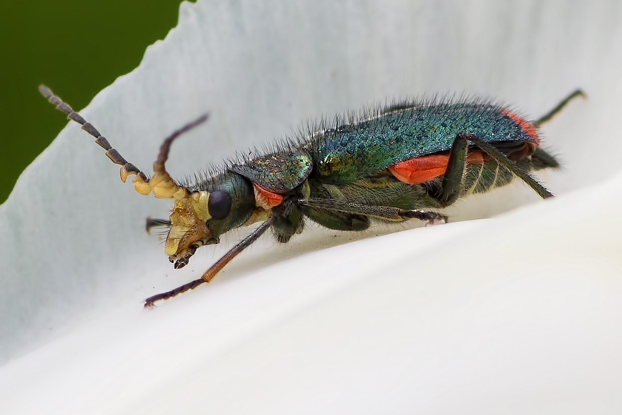 Farbenfroher kleiner Käfer