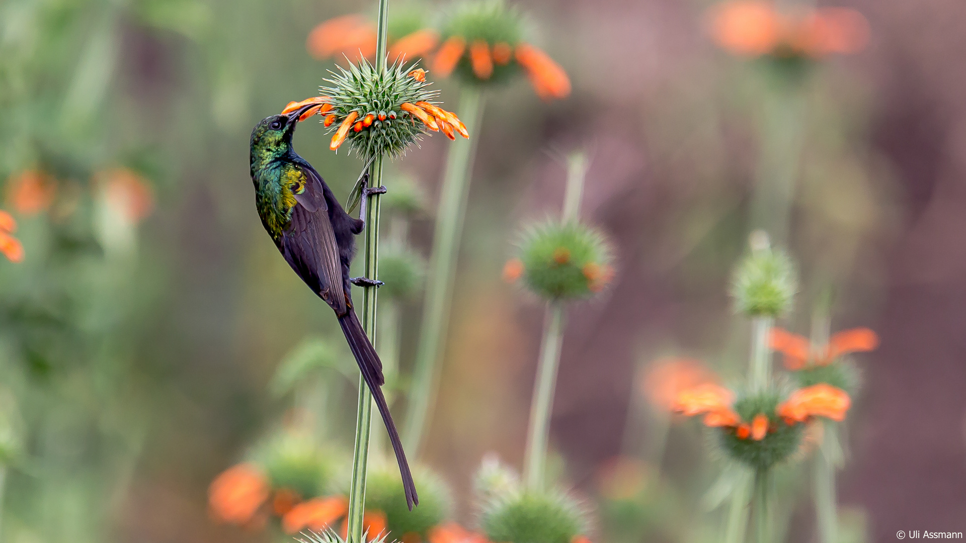 Farbenfroher Nektarvogel