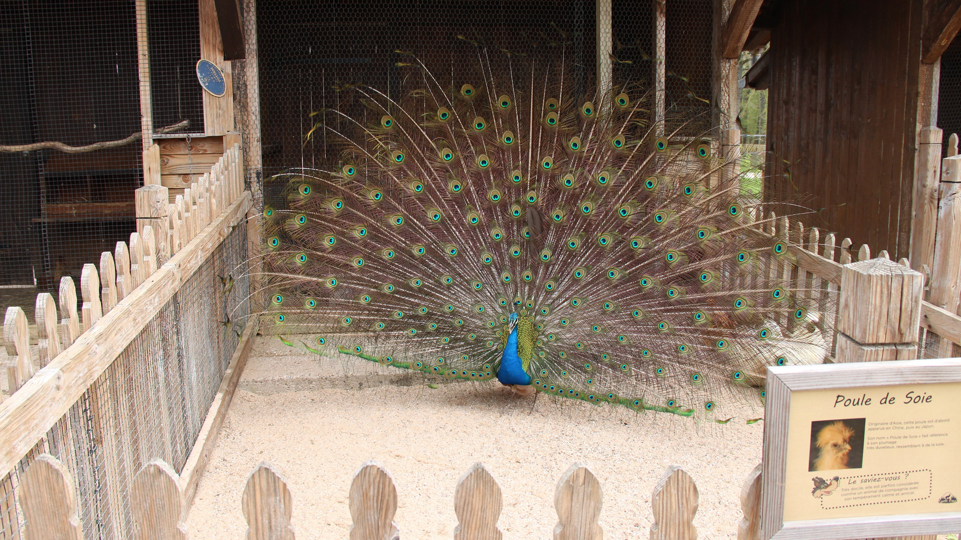 farbenfroher pfau