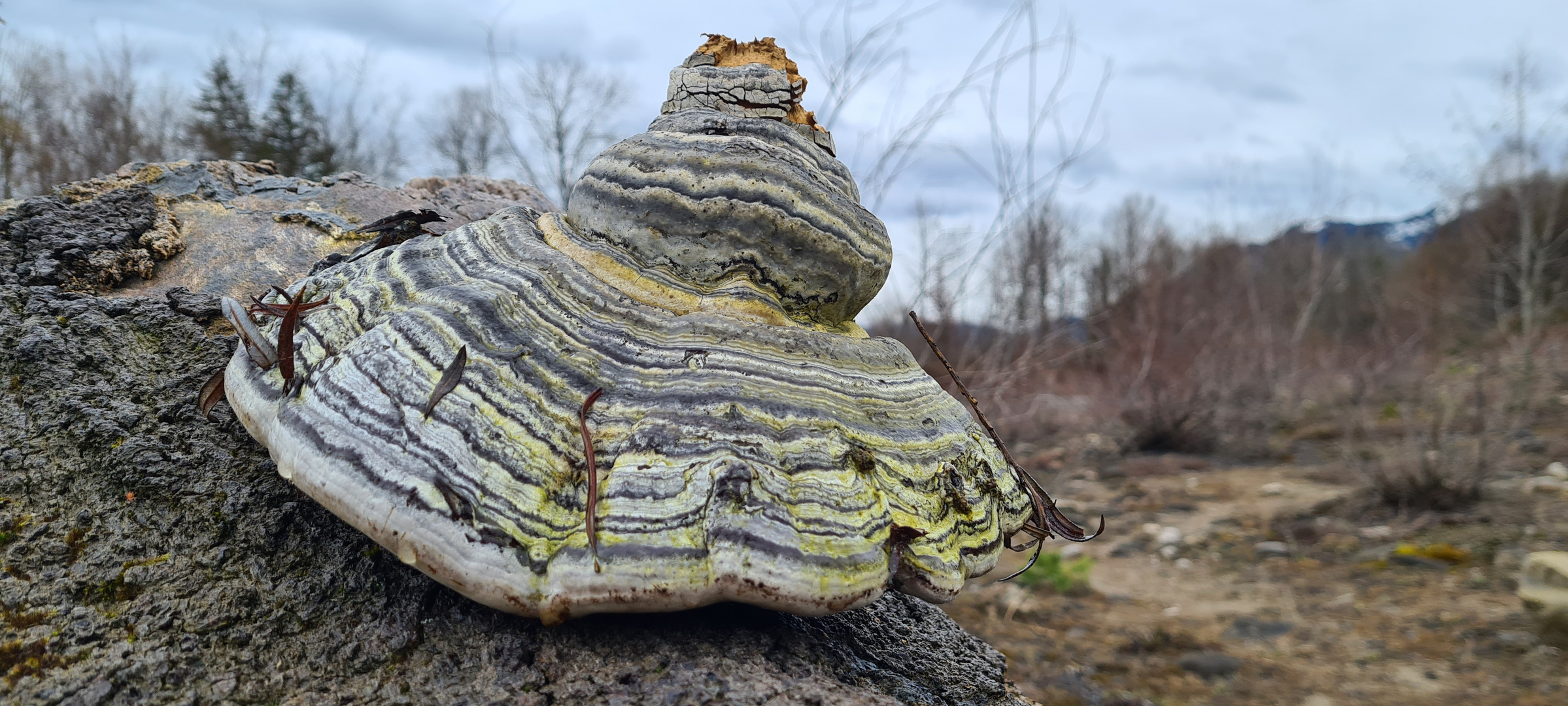 Farbenfroher Pilz 