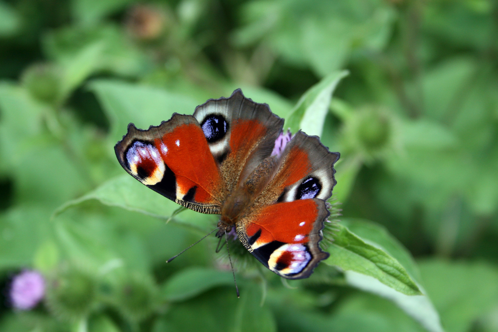 Farbenfroher Schmetterling