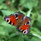 Farbenfroher Schmetterling