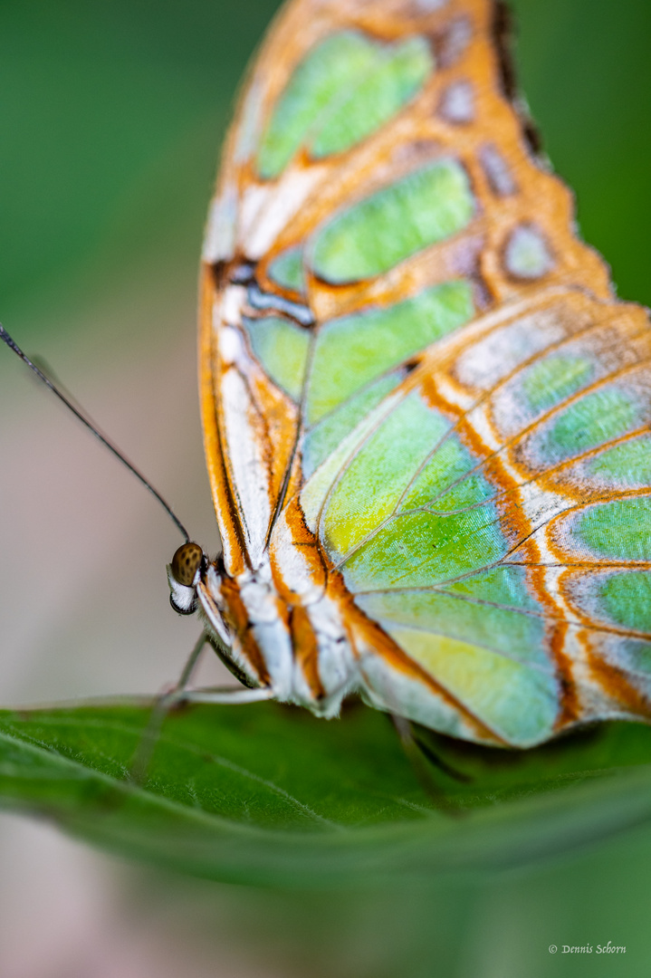 Farbenfroher Schmetterling