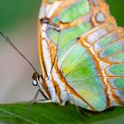 Farbenfroher Schmetterling