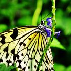 Farbenfroher Schmetterling