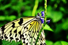 Farbenfroher Schmetterling