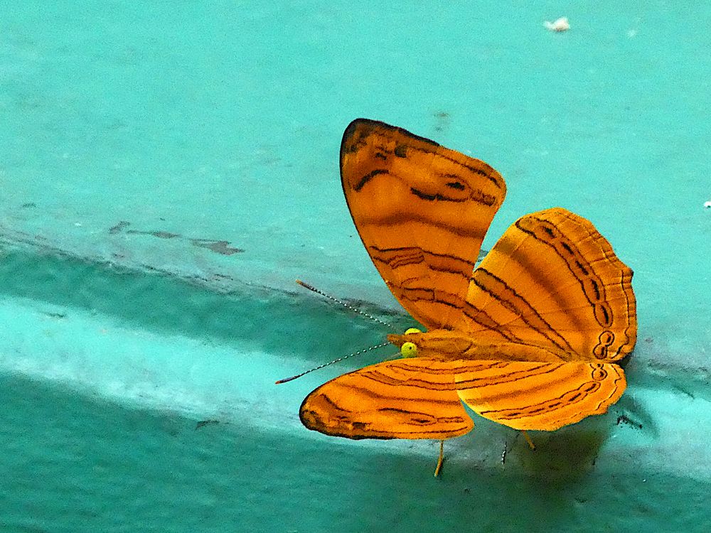 Farbenfroher Schmetterling