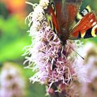 Farbenfroher Schmetterling