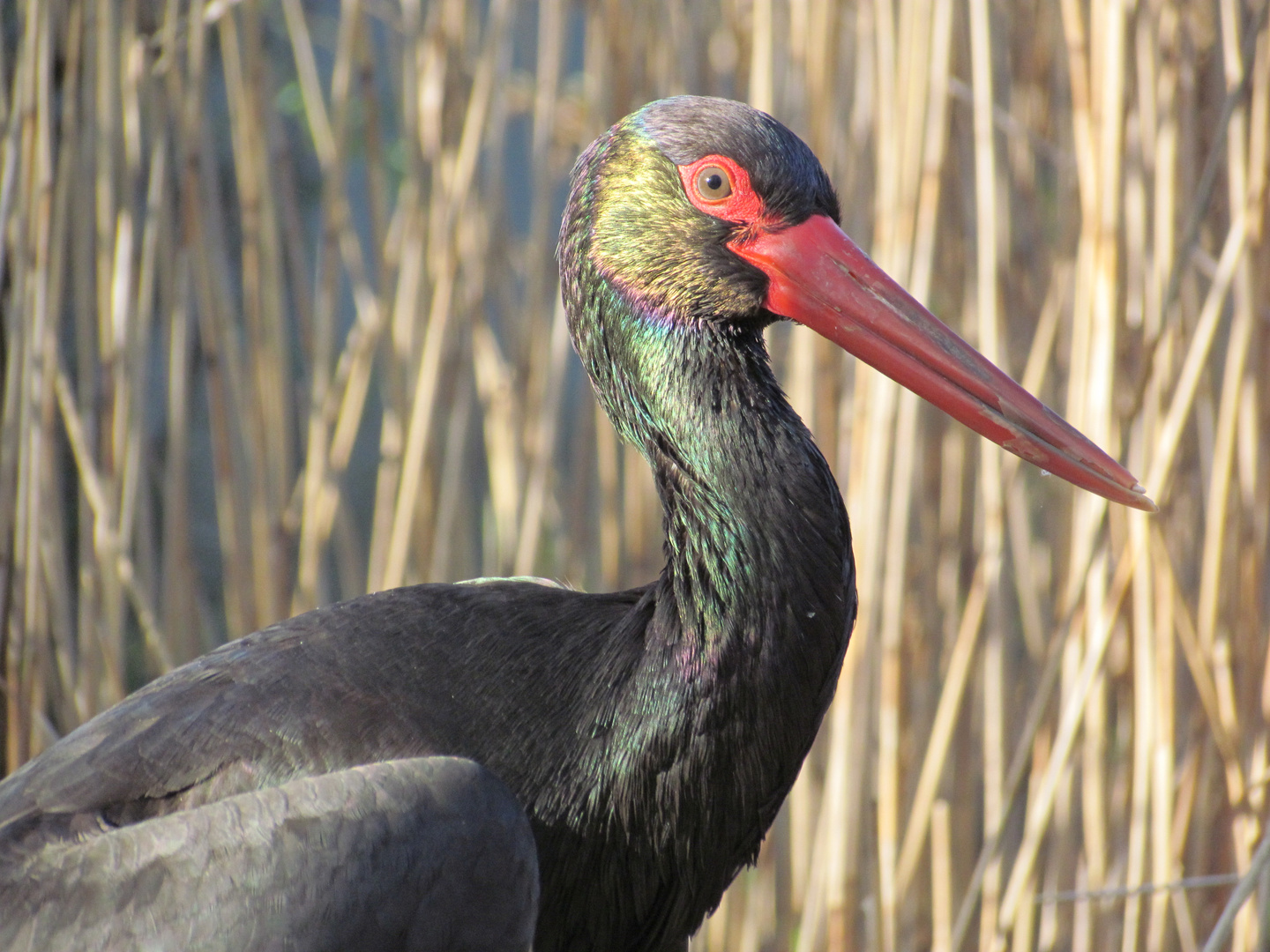 Farbenfroher Schwarz-Storch