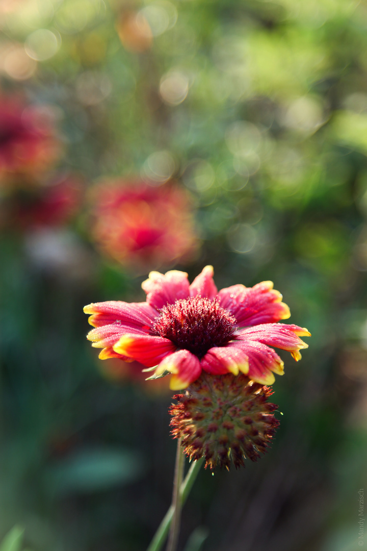 farbenfroher Sommermorgen