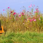 Farbenfroher Spätsommer