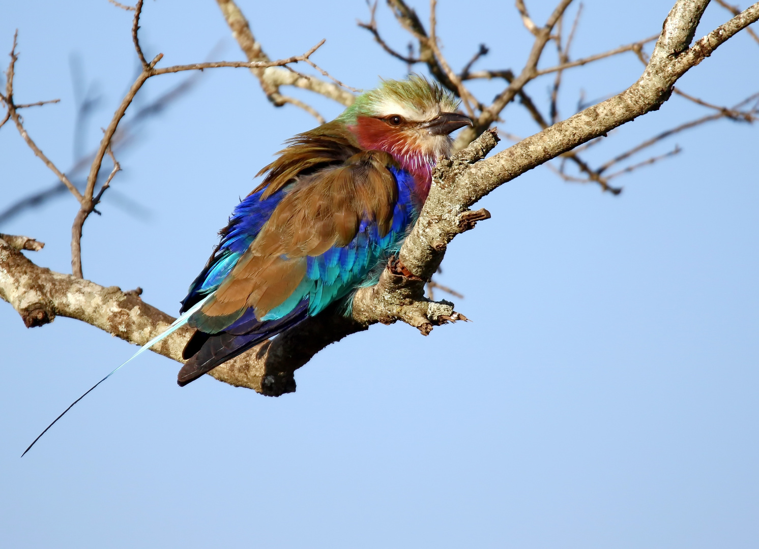 Farbenfroher Vogel