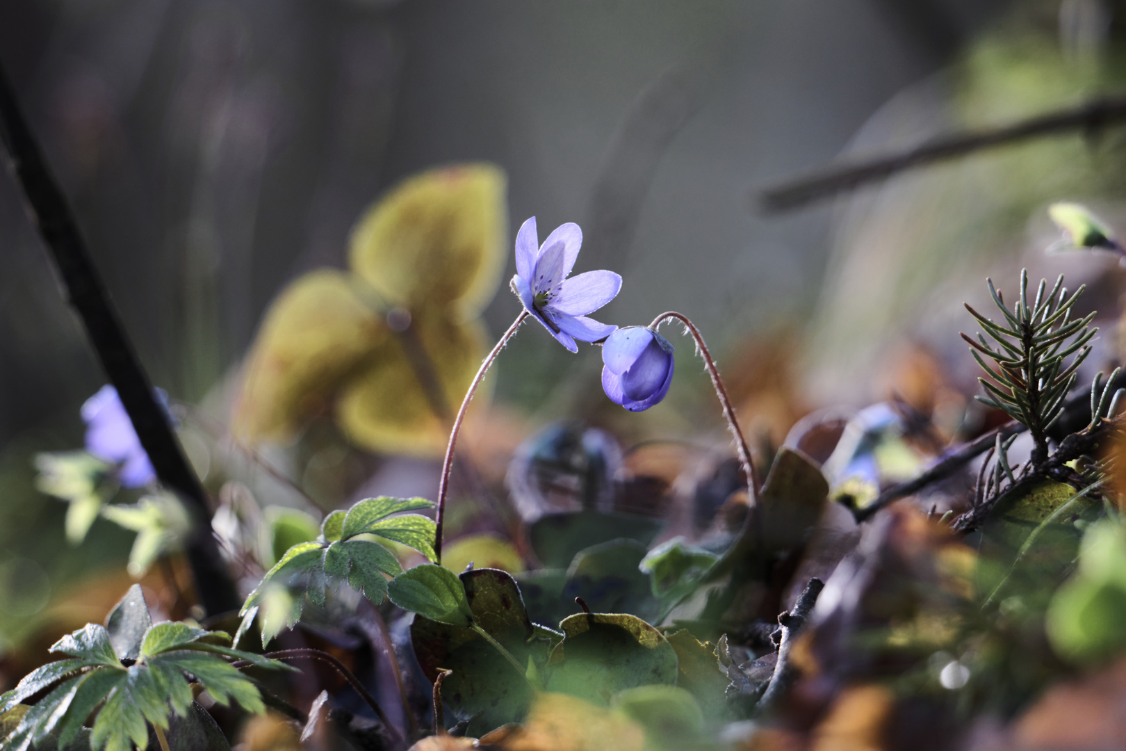 Farbenfroher Wald