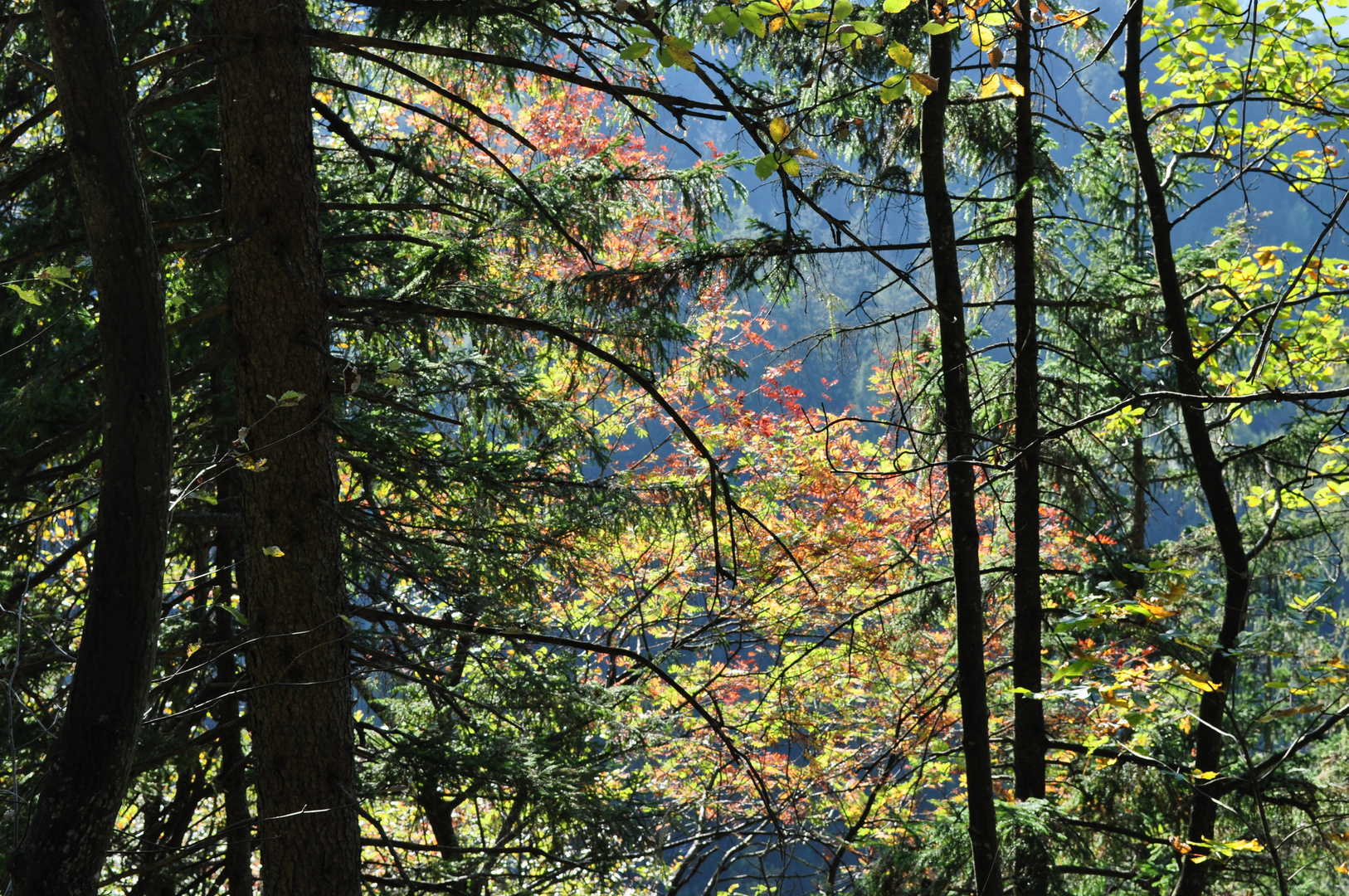 Farbenfroher Wald