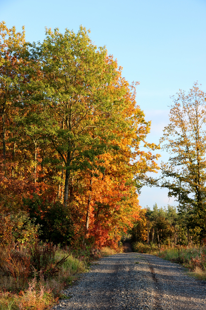 Farbenfroher Wald