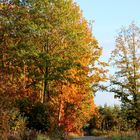 Farbenfroher Wald