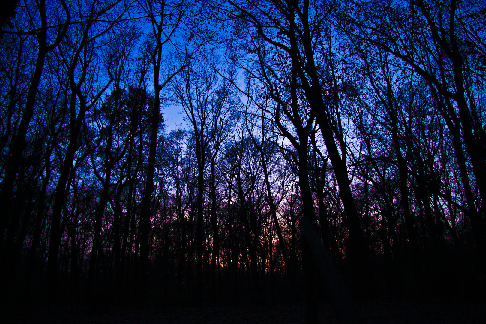 Farbenfroher Wald am Abend