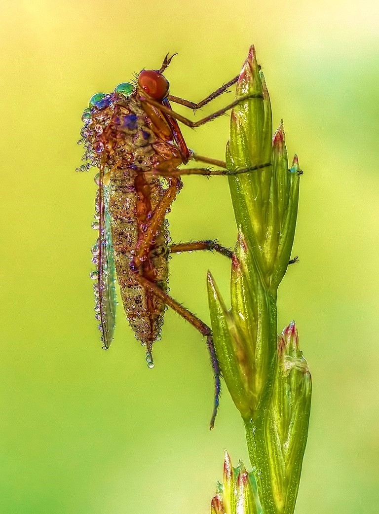 Farbenfroher Wasserträger