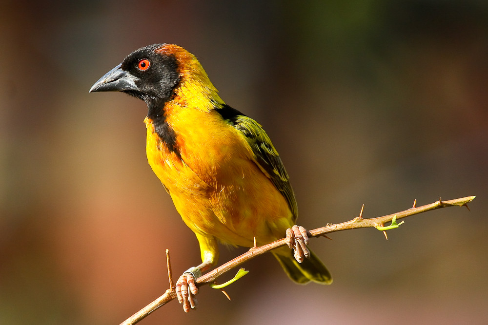 Farbenfroher Webervogel