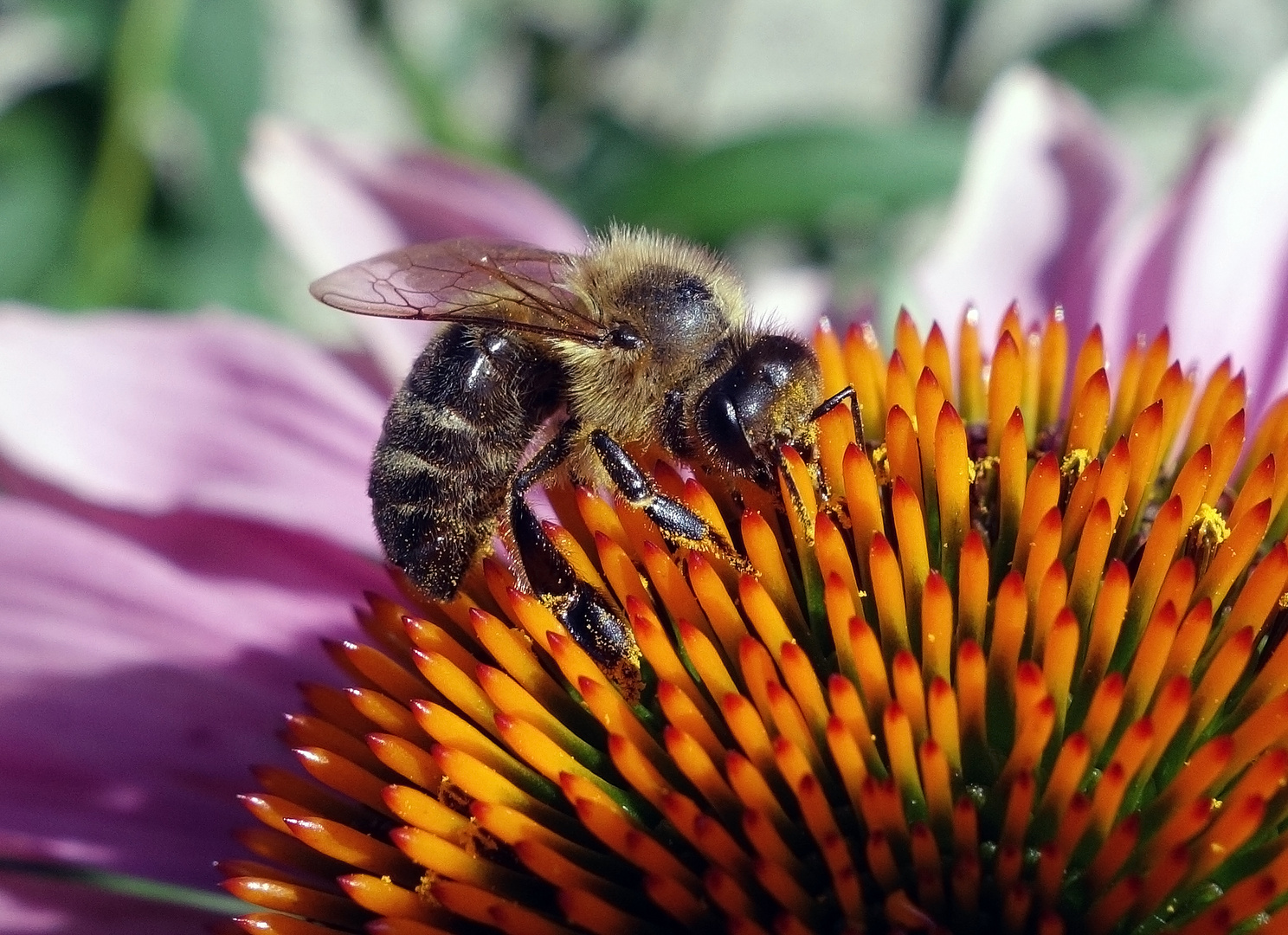 Farbenfrohes Einsammeln von Blüten-Nektar