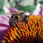 Farbenfrohes Einsammeln von Blüten-Nektar