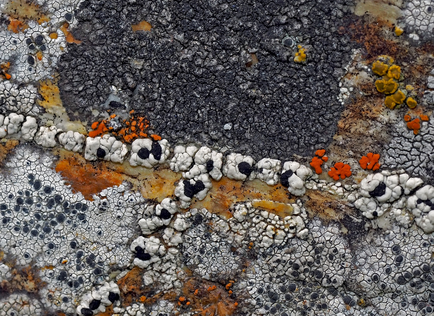 Farbenfrohes Flechten-Natur-Kunstwerk! - Les lichens ne sont jamais au bout de leurs idées...