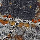 Farbenfrohes Flechten-Natur-Kunstwerk! - Les lichens ne sont jamais au bout de leurs idées...