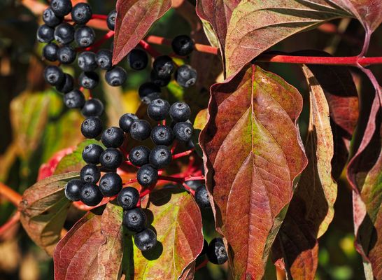 FARBENFROHES HERBSTGEFLÜSTER