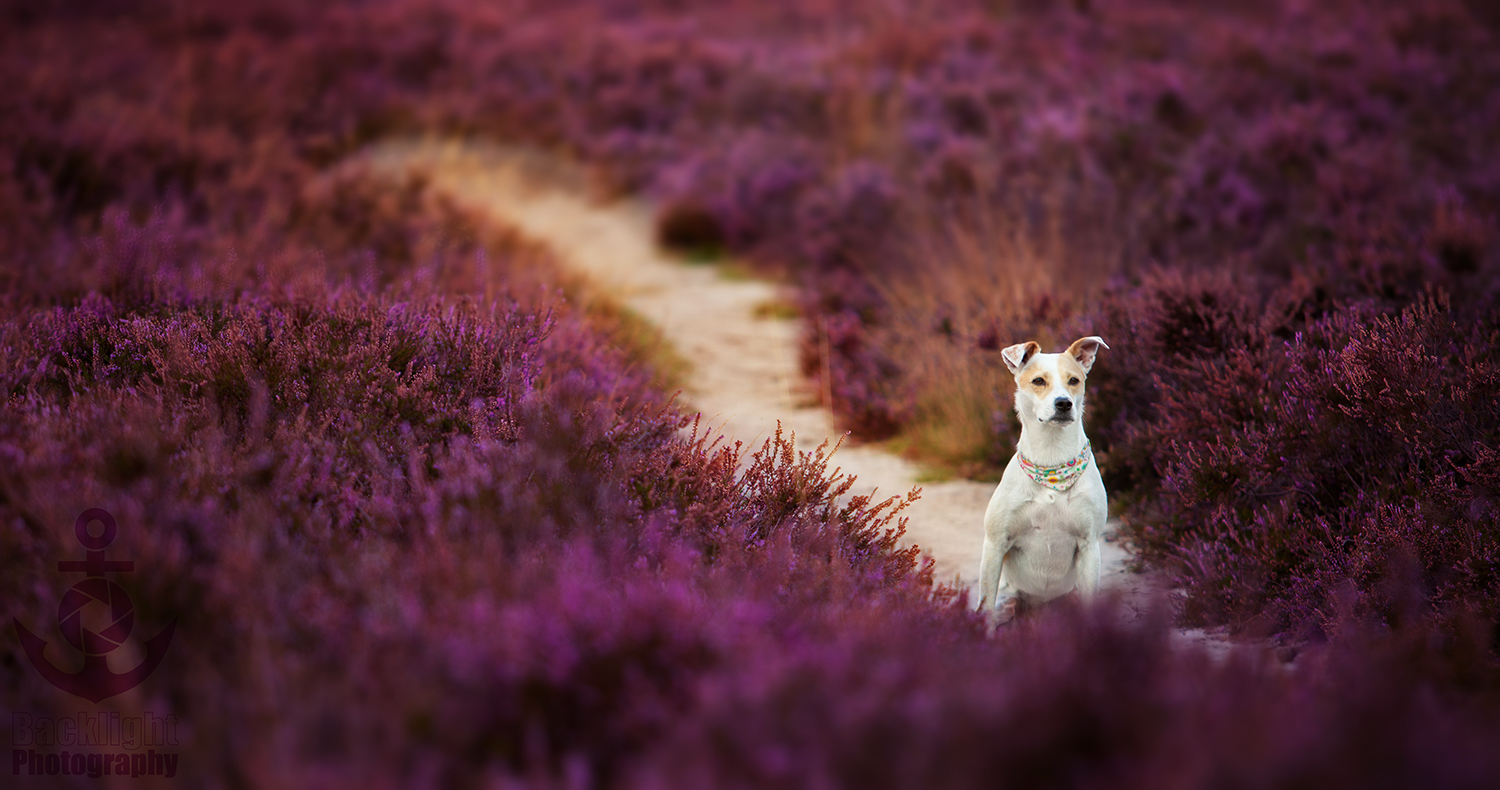 Farbenfrohes Hundeportrait