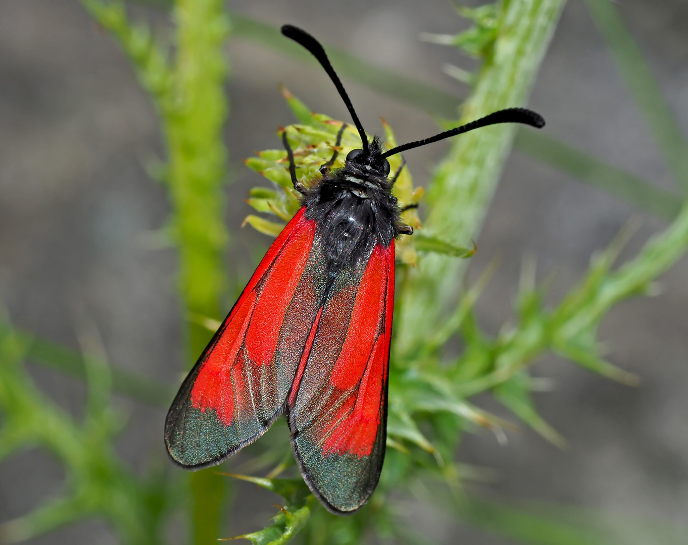 Farbenfrohes Thymian-Widderchen (Zygaena purpuralis)  - La Zygène pourpre.