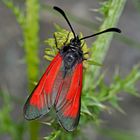 Farbenfrohes Thymian-Widderchen (Zygaena purpuralis)  - La Zygène pourpre.