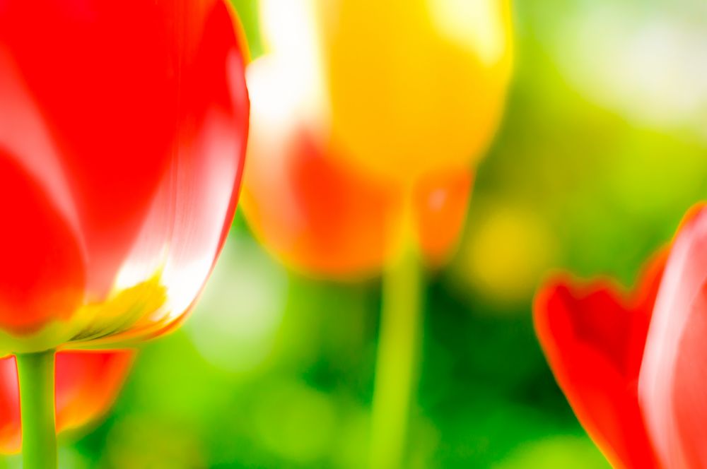 Farbenfrohes Tulpenmeer