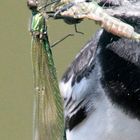 Farbenfrohes Vogelfutter