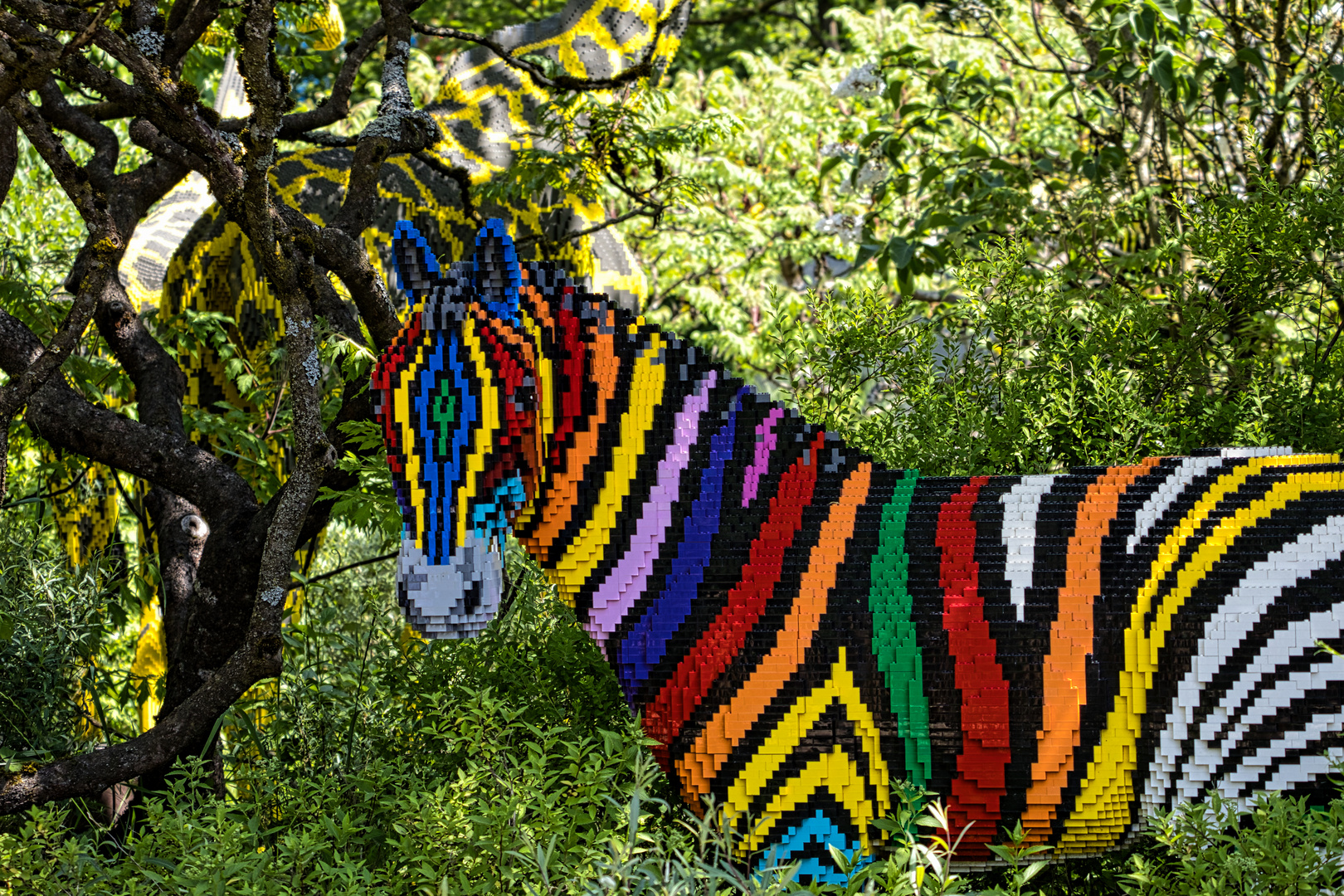 Farbenfrohes Zebra