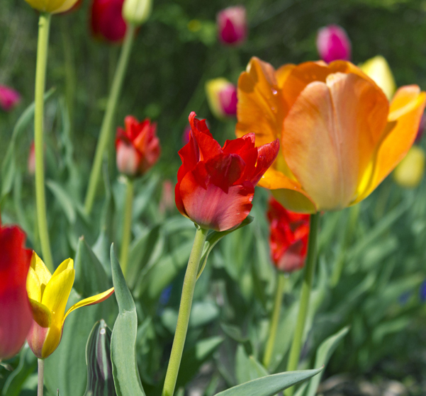 Farbenfülle im Garten, Tulpen