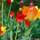 Farbenfülle im Garten, Tulpen