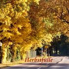 Farbenfülle im Herbst