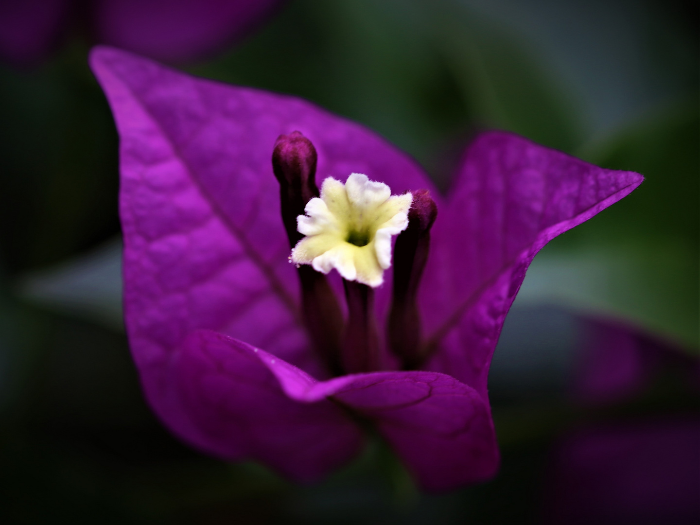 Farbenintensive Blüte - Bougainvilla