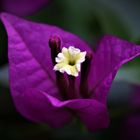 Farbenintensive Blüte - Bougainvilla