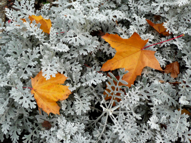 Farbenkontrast im Herbst