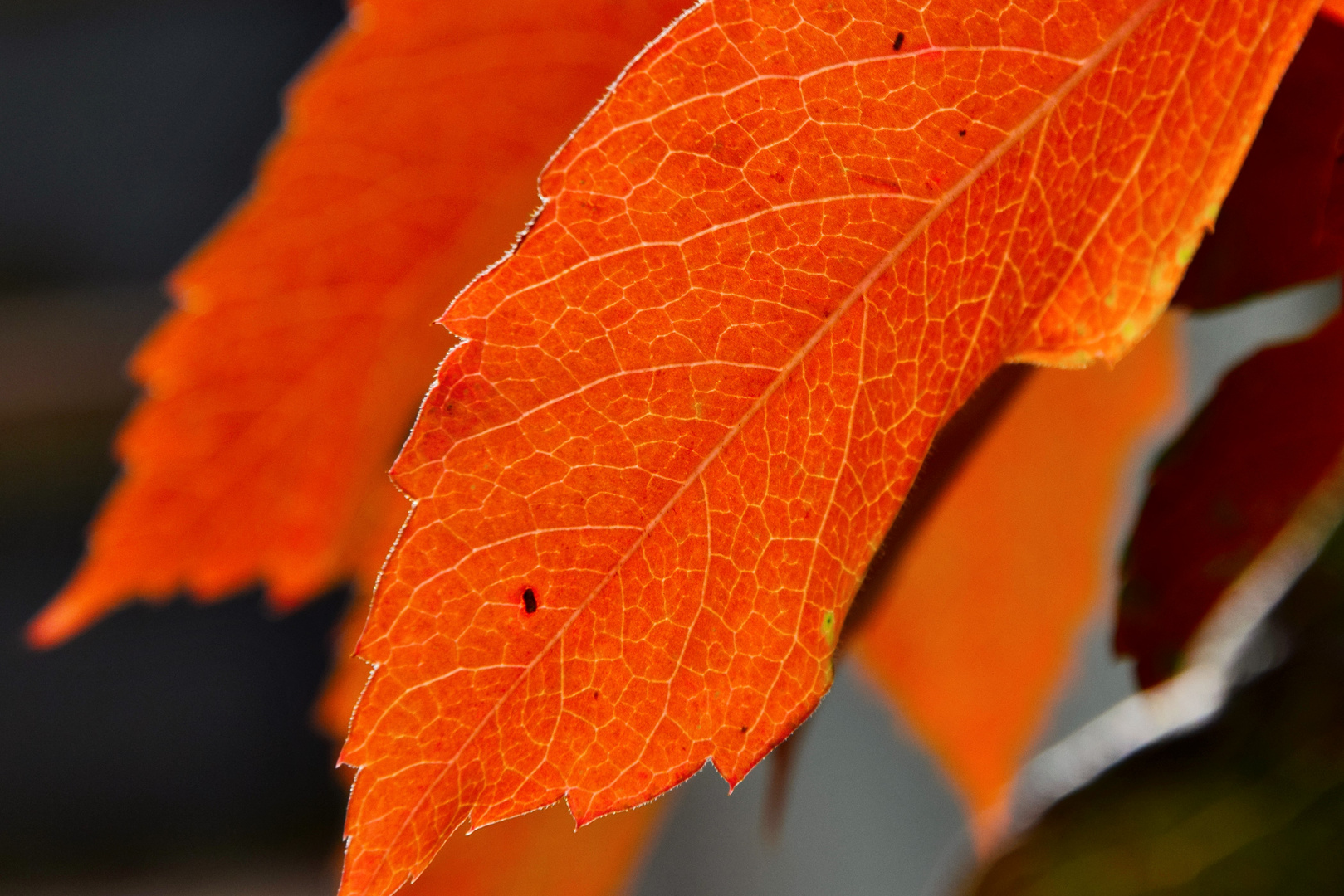 Farbenkünstler Herbst