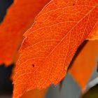 Farbenkünstler Herbst